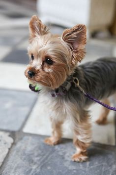 a small brown dog standing on top of a tile floor