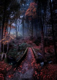 a path in the middle of a forest with lots of trees and leaves on it