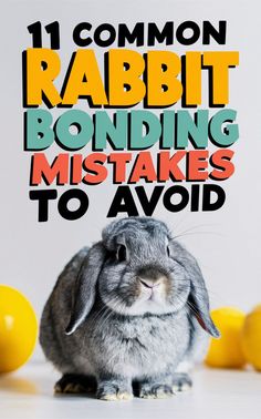 a rabbit sitting on top of a table next to lemons and the words 11 common rabbit bonding mistakes to avoid