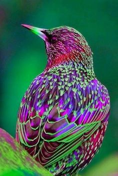 a colorful bird sitting on top of a green leaf