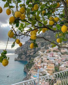 lemons growing on the branches of trees next to an ocean and cityscape