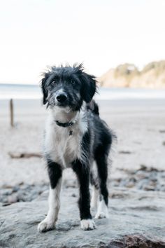 a black and white dog standing on top of a sandy beach