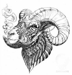 Black Sheep Tattoo, Press Illustration, Big Horn Sheep, Bighorn Sheep