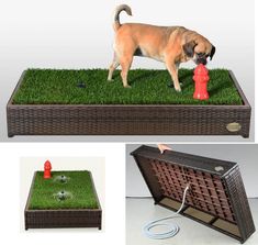 a dog standing on top of a grass covered box