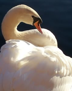 a large white swan sitting on top of a body of water