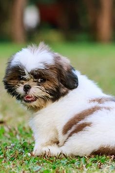 a small brown and white dog laying in the grass