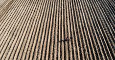 an aerial view of two people walking in the middle of a field with rows of lines