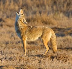 a lone wolf standing on top of a dry grass covered field with its head in the air