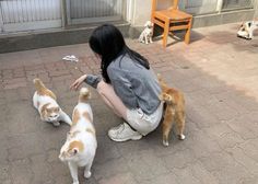 a woman kneeling down petting three cats