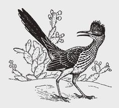 a black and white drawing of a bird standing in front of cacti on the ground