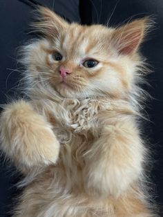 a fluffy orange cat sitting on its hind legs with one paw in the air and looking at the camera