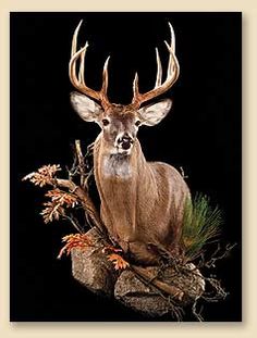 a white - tailed deer with large antlers stands on a rock in front of a black background