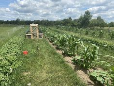 a farm field with lots of green plants