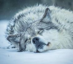 a gray and white wolf sleeping in the snow