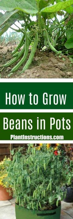 how to grow beans in pots