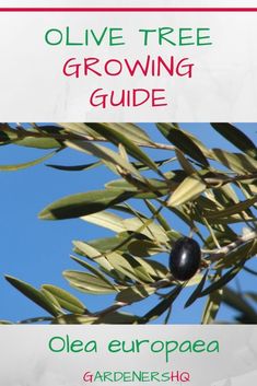 an olive tree with the title olive tree growing guide