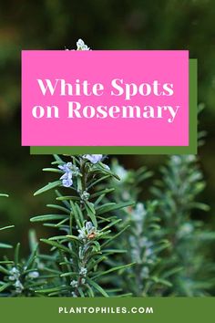 white spots on rosemary plant with text overlay that reads, white spots on rosemary