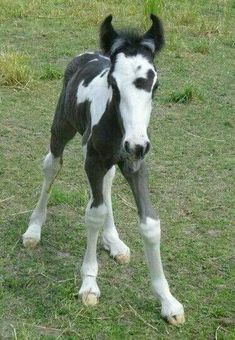 a black and white horse standing on top of a lush green field