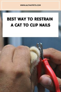 a person is cutting a cat's nails with scissors