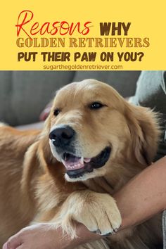 a golden retriever is sitting on the couch with his owner's arm around him