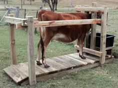 a brown cow standing on top of a wooden platform