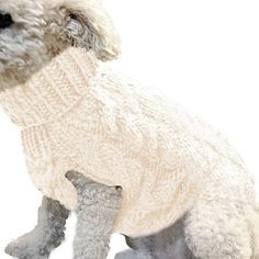 a small dog wearing a white sweater on its back paws at the top of it