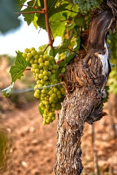 green grapes hang from the vine on a tree branch in an outdoor area with dirt and grass