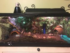 an aquarium filled with plants and other items on top of a shelf next to a wall