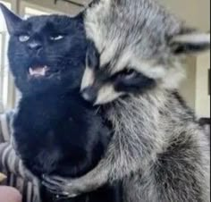 Raccoon Pictures Cursed, Raccoon And Possum Matching Pfp, Raccoon And Dog, Raccoon Reaction Pic, Raccoon Memes Funny, Cursed Raccoon, Funny Raccoon Pictures, Racoons Funny, Matching Raccoon Pfps