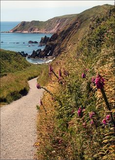 a path leading to the ocean with wildflowers on both sides and cliffs in the background