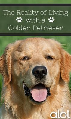 a golden retriever is smiling for the camera