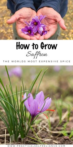 purple flowers in hands with text overlay how to grow saffron