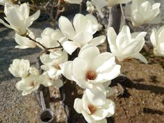 white flowers are blooming on a tree