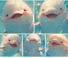 four pictures of a smiling dolphin in the water