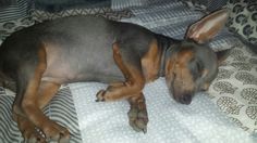 a dog laying on top of a bed covered in blankets