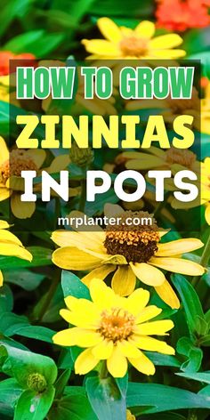 Beginner's guide to growing Zinnia Flowers in pots for Flower Beds and Country gardens. Zinnias In Containers, Zinnias In Pots, Country Garden Ideas, Flowers In Containers, Front Flower Bed, Urban Garden Design, Flowers In Pots, Garden Remedies, Container Vegetables