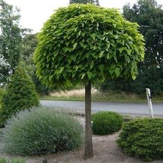 a large green tree sitting in the middle of a park