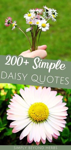 Looking for inspirational and beautiful flower quotes? These simple daisy quotes capture the essence of love, positivity, and new beginnings. Uncover the meaning behind white, yellow, and pink daisies, and more. Explore more Flower Bloom Quotes & Floral Quotes at simplybeyondherbs.com!