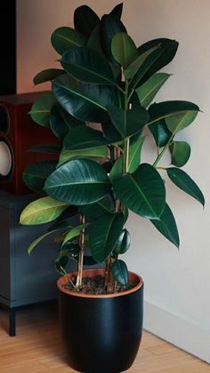 a potted plant sitting on top of a hard wood floor next to a speaker