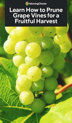 grapes growing on the vine with text learn how to prune grape vines for a fruitful harvest