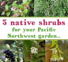 five native shrubs for your pacific northwest garden