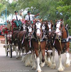 a group of horses pulling a carriage down a street