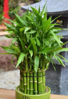 a bamboo plant in a green pot on a table