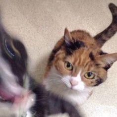 two cats are playing with each other on the floor, one is looking at the camera