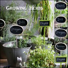 there are many potted plants in the garden with labels on them that read growing herbs