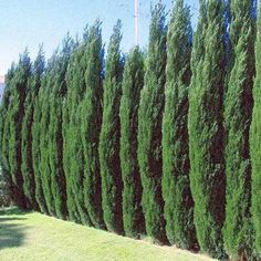 a row of green trees next to each other