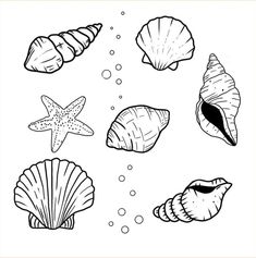 seashells and starfish coloring pages