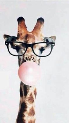 a giraffe wearing glasses blowing a bubble gum