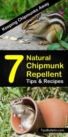 a chipmun is sitting in a flower pot with the title 7 natural chipmink repellent tips and recipes