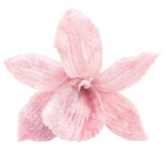 a pink flower on a white background